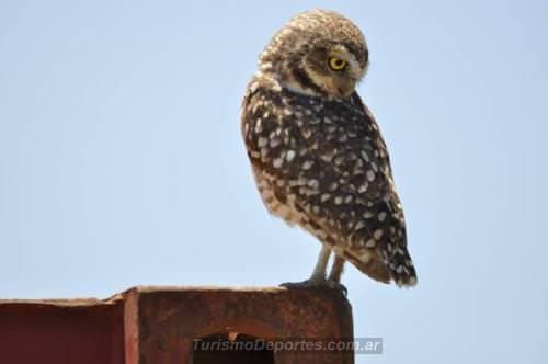 Avistaje de aves en Miramar Córdoba