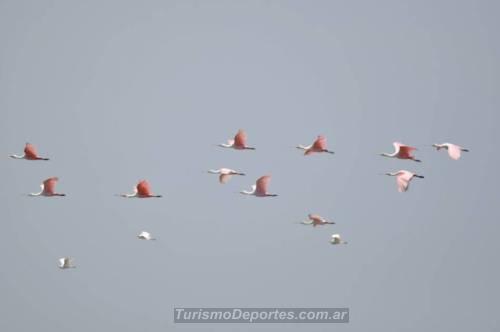 Avistaje de flamencos en Miramar Córdoba