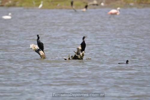 Avistaje de aves en Miramar Córdoba