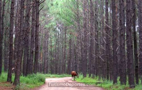 Caballo en bosque Alpa Corral Córdoba