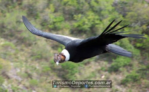 Condor Andino en Los Gigantes Cordoba