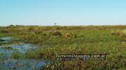 Ciervos de los pantanos esteros del iberá