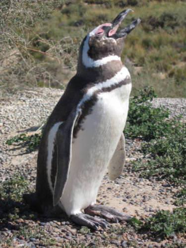 Pingüinos en Punta Tombo