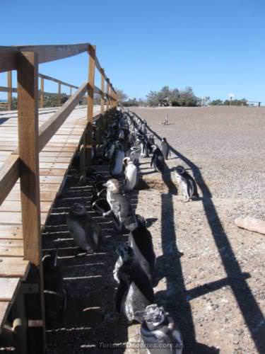 Pingüinos en Punta Tombo