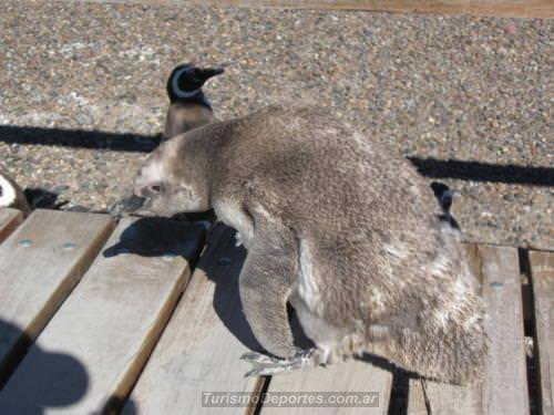 Pingüinos en Punta Tombo