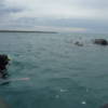 Ballenas en Peninsula de Valdes Puerto Madryn Chubut