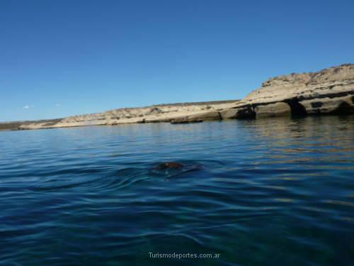 Ballenas en Peninsula de Valdes Puerto Madryn Chubut