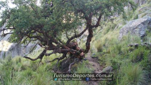 Tabaquillo Los Gigantes Cordoba