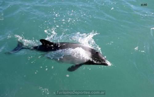 Toninas en puerto deseado