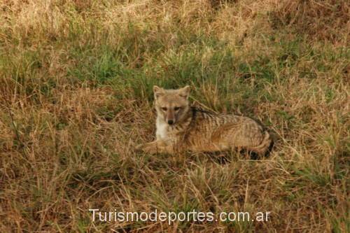 Zorro en El Palmar de Colón Entre Ríos